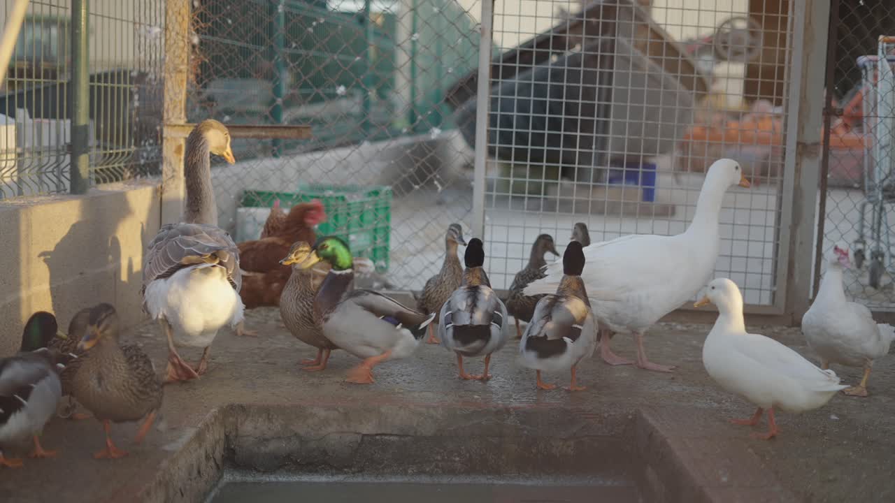 Variety of farm animals in a pen