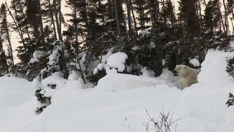 Polar-Bear-female-between-trees,-with-her-three-months-old-cubs,-on-Tundra