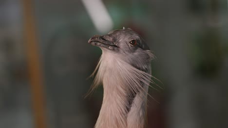 Stuffed-bustard-head,-slide-macro