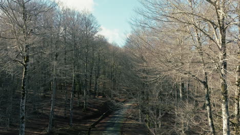italian mountain road with dry trees after autumn