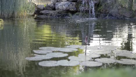 Water-feature-in-a-pond-full-of-Lillie-pads,-surrounded-by-a-green-hedge