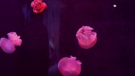 colorful jellyfish gracefully move in aquarium display