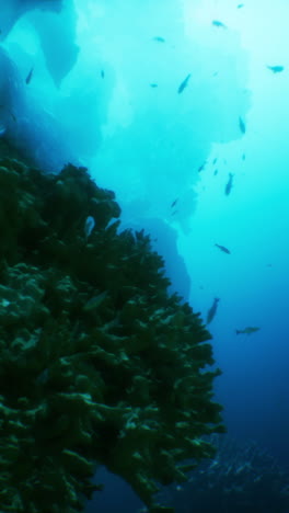 underwater view of a vibrant coral reef