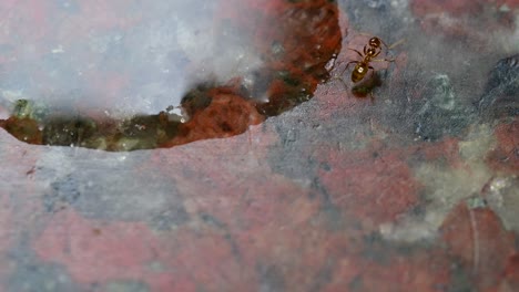 hormiga de fuego bebiendo agua derramada en un mostrador de cocina de mármol