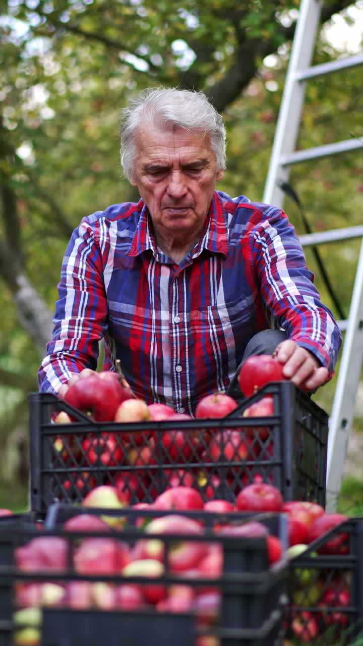 Farmer looking over the picked ripe apples from a garden. Preparing the fruit for storage in winter season. Vertical video