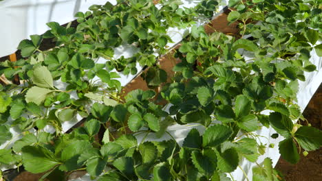 strawberry plants in rows close-up growing inside greenhouse - tilt reveal