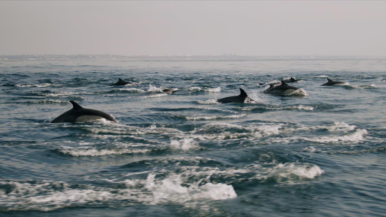 A large pod of dolphins swimming in the ocean