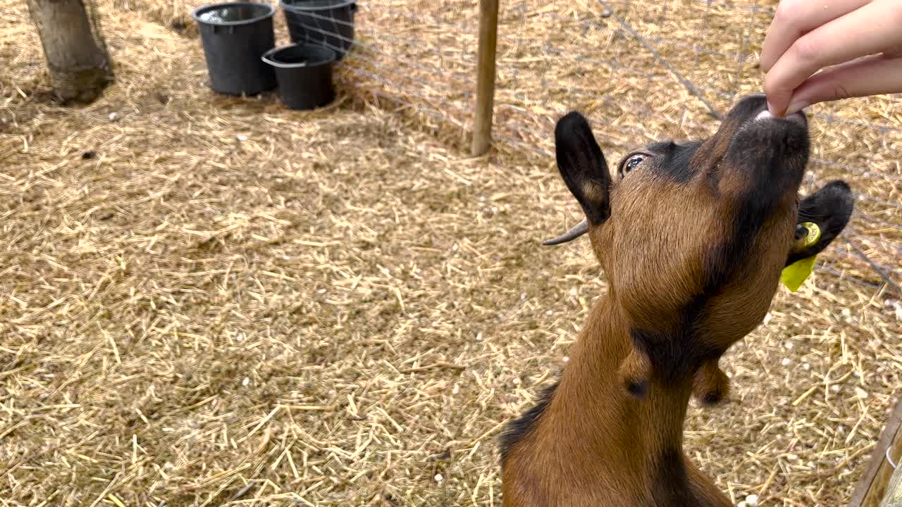 Close-up de uma mulher alimentando uma cabra com a mão.
