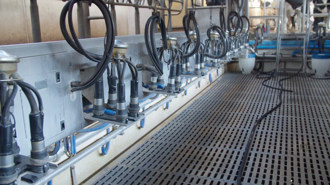 Cow Farm Agriculture Milk Automatic Milking System