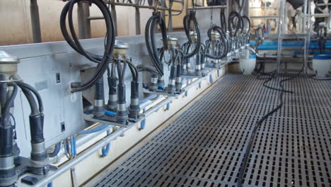 cow farm agriculture milk automatic milking system