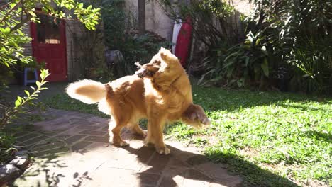 beautiful golden dog running with his toy in his mouth towards the slow motion camera