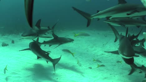 buenas imágenes de muchos tiburones nadando bajo el agua