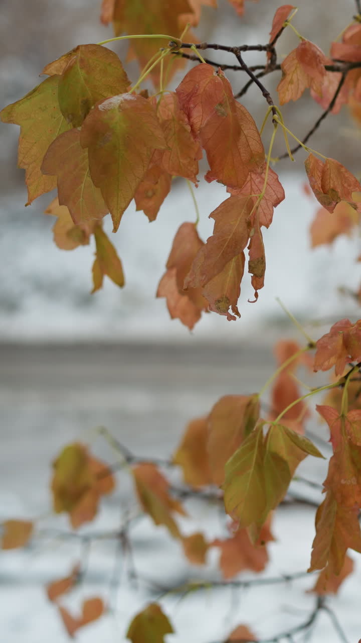 primer plano de hojas vibrantes de color naranja y rojo agarradas a ramas delgadas a principios del invierno, capturando el calor persistente del otoño contra un fondo nevado crujiente