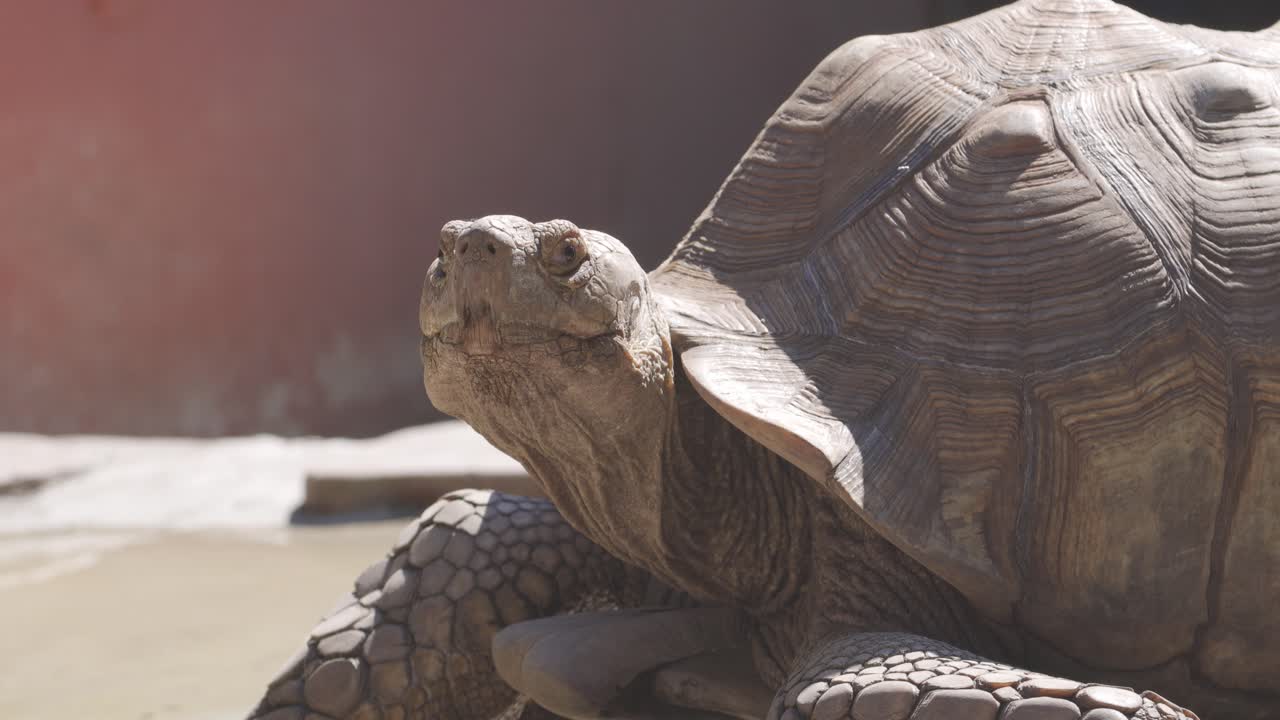 Giant tortise medium shot lifting head looking around in captivity habitat