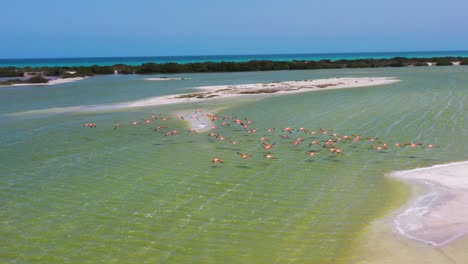 pink flamingos flying across salt lake surface with caribbean sea on the background , las coloradas, rio lagartos lagoon mexico