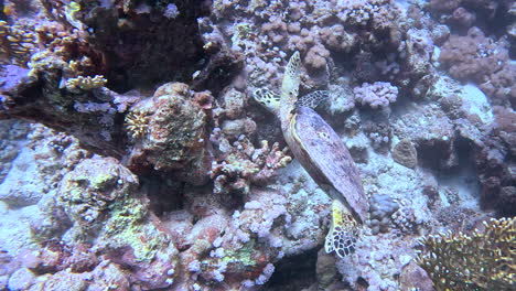 Turtles-feeding-on-coral-and-get-into-a-fight