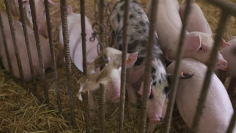 pigs piglets on livestock farm 22