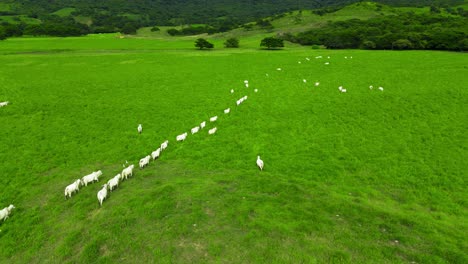 white cattle walking in a green praire in a line