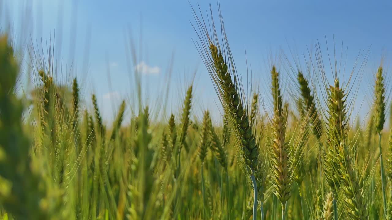 Statisk bild av gröna veteax som svajar mjukt i vinden under klarblå himmel med mjukt solljus som skapar naturlig rörelse och djup över jordbruksfältet