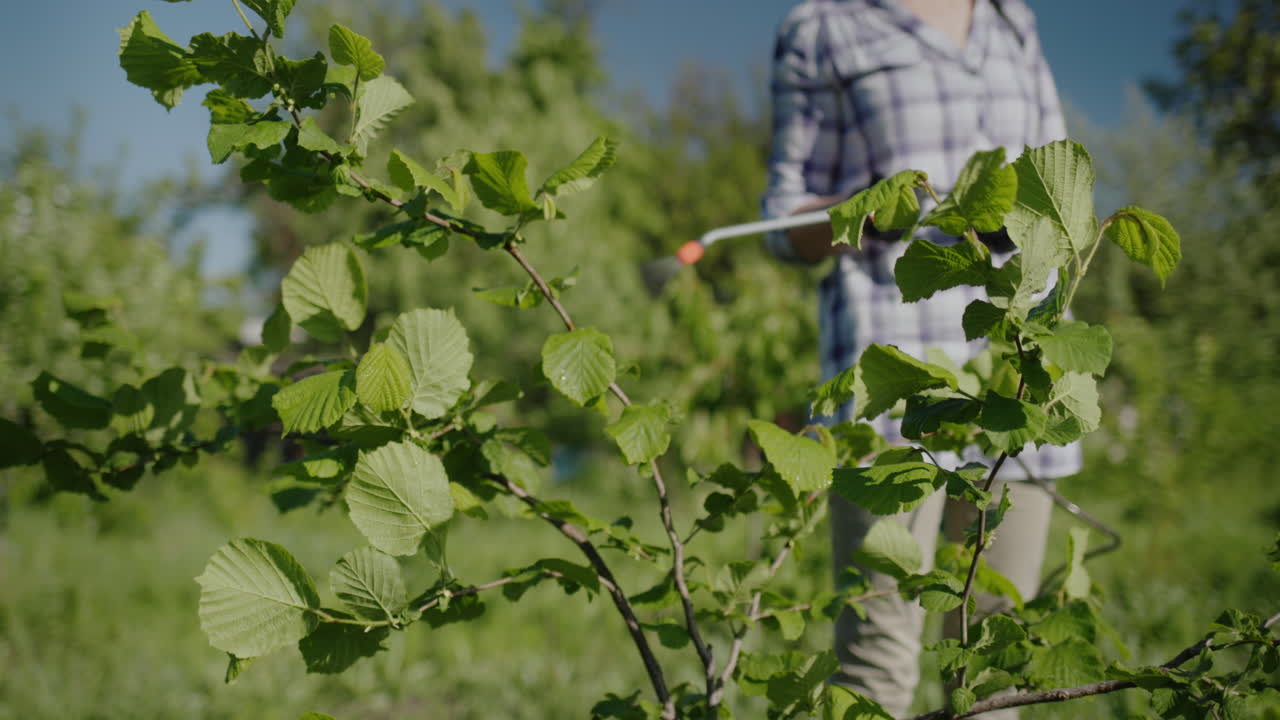 mujer rocía árboles en el jardín tratamiento de plagas 1