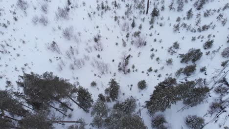 lone moose stumbles in thick heavy snow in swedish wilderness - aerial