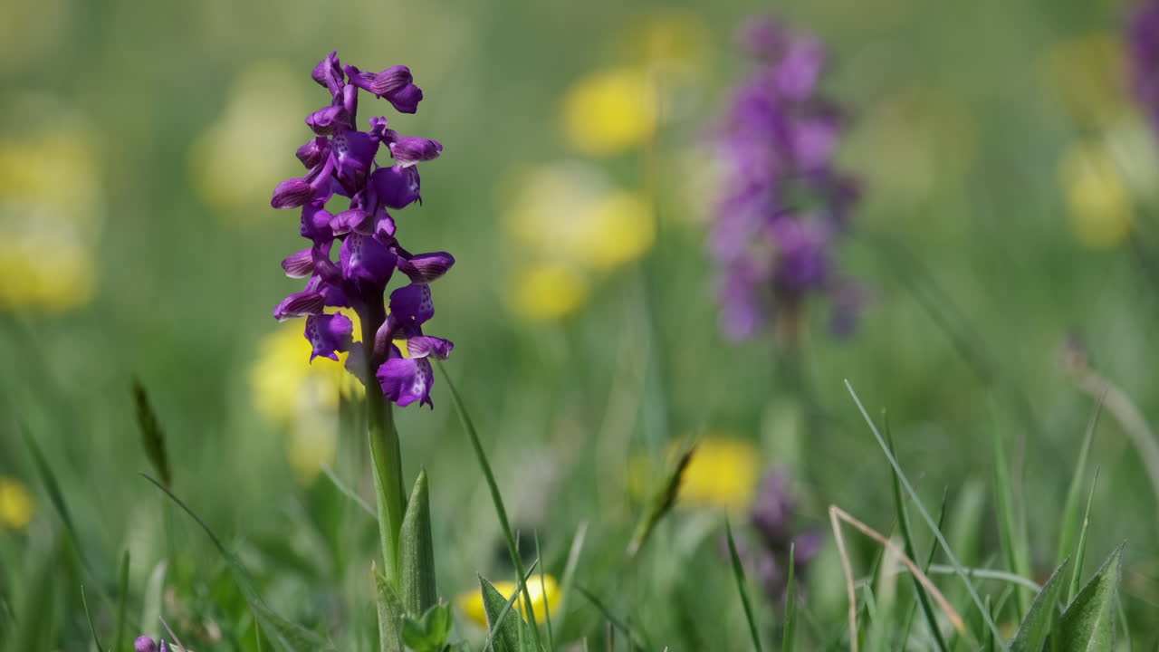 la rara orquídea alada verde que florece en primavera en un prado en worcestershire, inglaterra