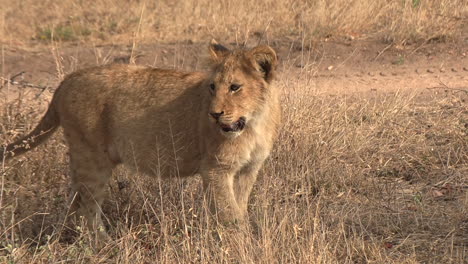 panning shot of young lion cub moving through the dry grass past siblings