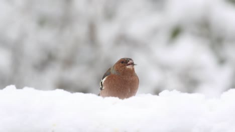 male chaffinch fringilla coelebs in snow. january. uk