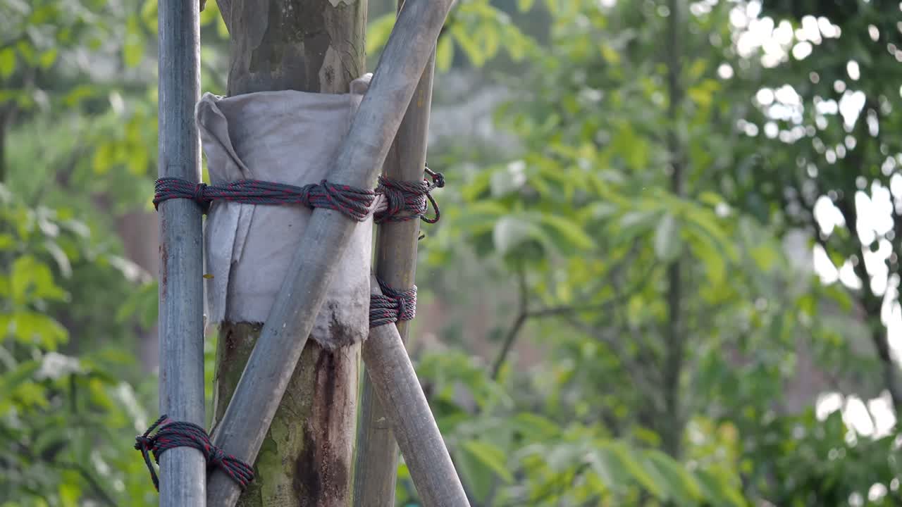 Tronco d'albero sostenuto da pali di metallo e corde in un ambiente verde all'aperto