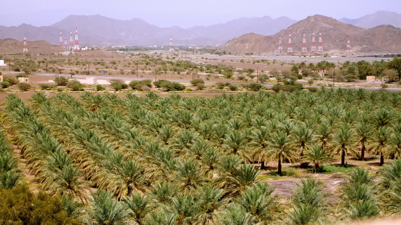 Lush date palm plantation in Oman. Rows of tall palm trees thriving in the arid desert climate, symbol of agriculture and heritage in the Middle East