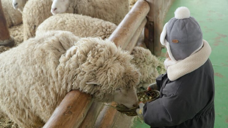 Bambina prescolare entusiasta e allegra che nutre le pecore in una fattoria in Corea del Sud in un giorno d'inverno