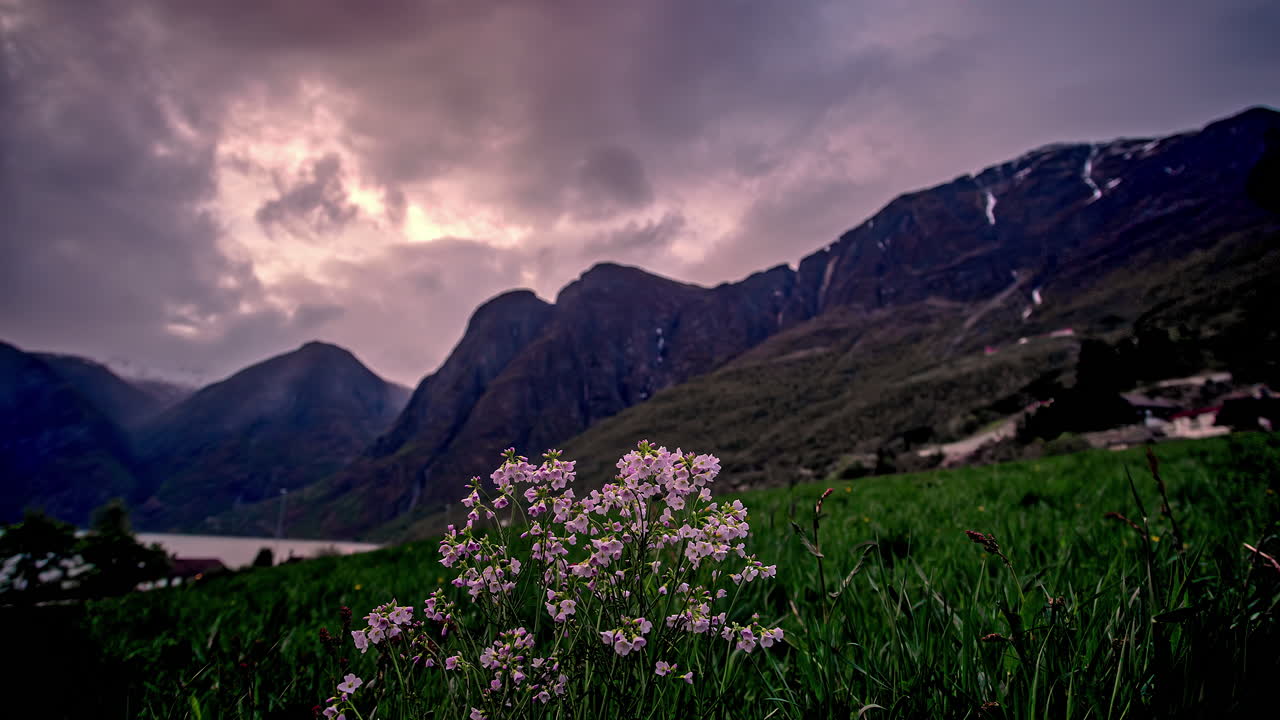 lapso de tiempo de una planta con hermosas flores rosas en el primer plano de un prado de montaña con las montañas rocosas en el fondo
