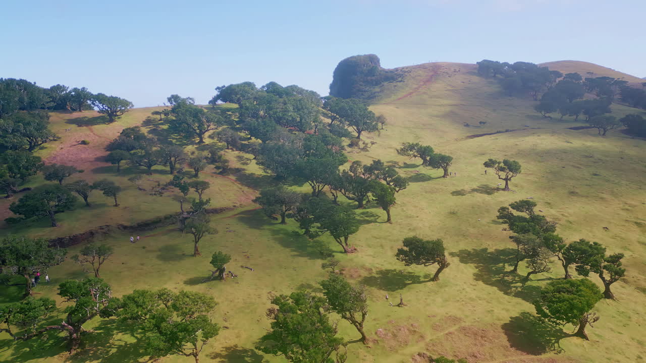 Fanal Forest in Madeira