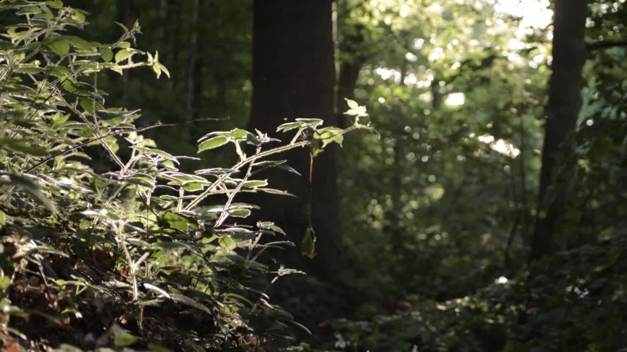 Sunshine though forest canopy medium panning shot