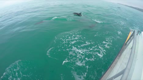 manada de delfines oscuros salvajes saltando del agua siguiendo a un gran barco mientras los turistas observan y filman desde la cubierta del barco