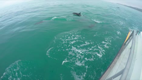 pack of wild dusky dolphins jumping out the water following large boat as tourists watch and film from the deck of the boat