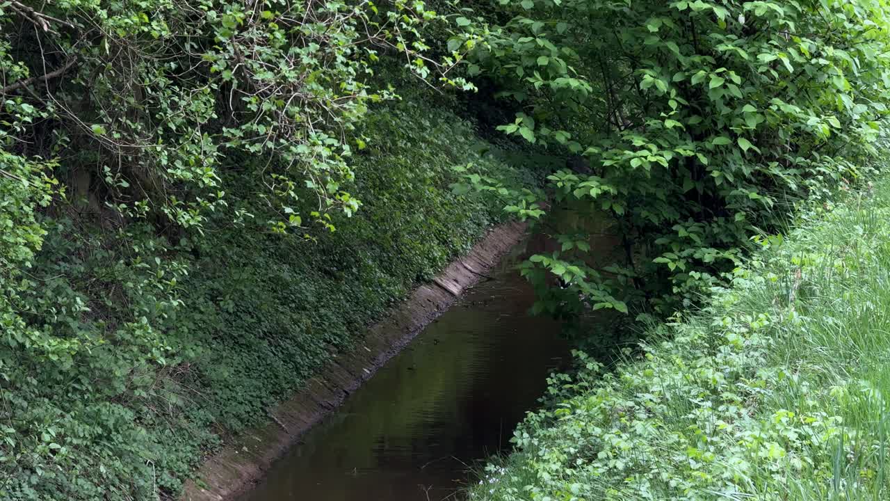 Nature forest creek river mountain cold water stream, green leaves summer