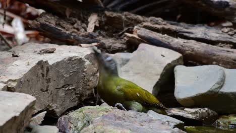 pájaro carpintero de cabeza gris, picus canus