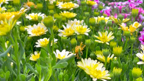 beautiful flowers with yellow and white petals blooming in the garden on a bright day