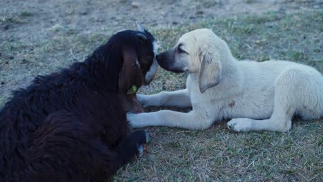 Anatolian-shepherd-dog-playing-with-goat.-friendship-concept