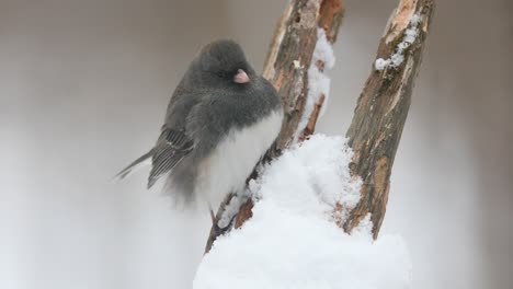 Junco-De-Ojos-Oscuros-En-Una-Rama-Nevada.