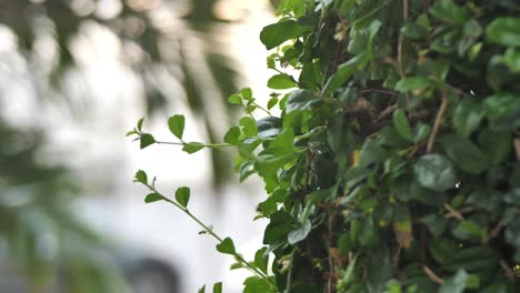 planta de vegetación de enredadera verde en el lado de la pared con fondo bokeh