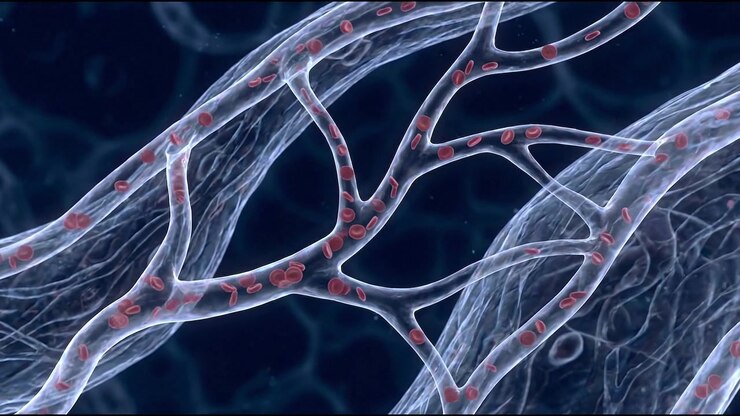 Red Blood Cells Flowing Through Human Veins and Capillaries