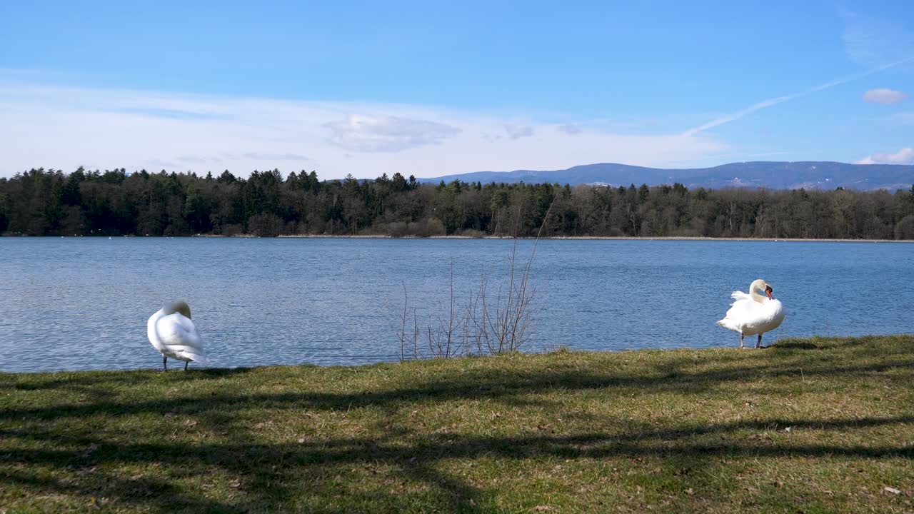 Static shot of swans grooming and cleaning themselves at the side of a lake