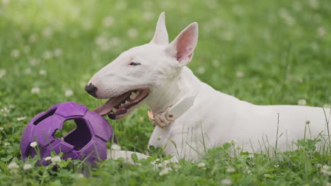 Ein-Weißer-Bullterrier-Welpe,-Der-Mit-Einem-Großen-Gummiball-Im-Gras-Liegt,-Schwer-Atmet-Und-Sich-Nach-Dem-Spielen-Ausruht