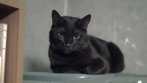 black cat lying near shelf