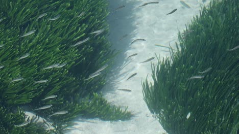 fish swimming past seagrass in the shallows of