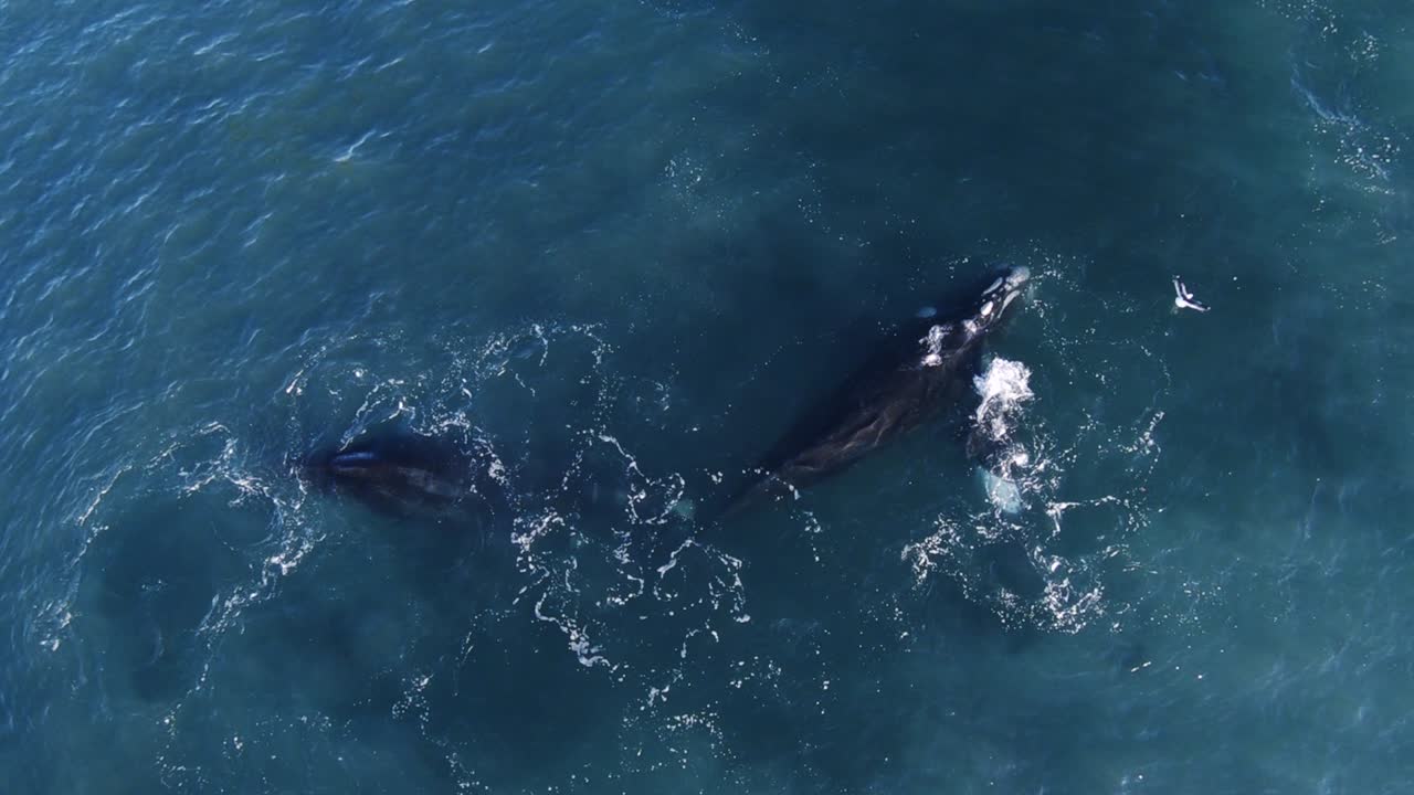 갈매기가 날아다니는 잔잔한 푸른 바다에서 헤엄치는 남방긴수염고래 떼 - 공중 하향식, 느린 동작