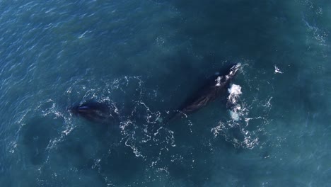 manada de ballenas francas australes nadando en el mar azul tranquilo con una gaviota volando - vista aérea de arriba hacia abajo, cámara lenta