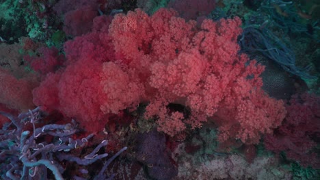 drifting over red and pink soft corals on